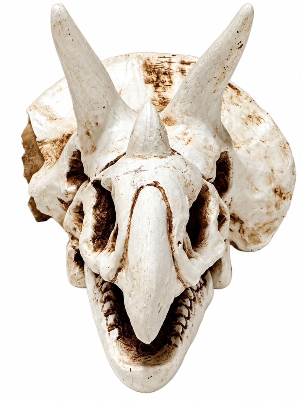 Hobby Lobby Cream Triceratops Skull Aquarium Accent